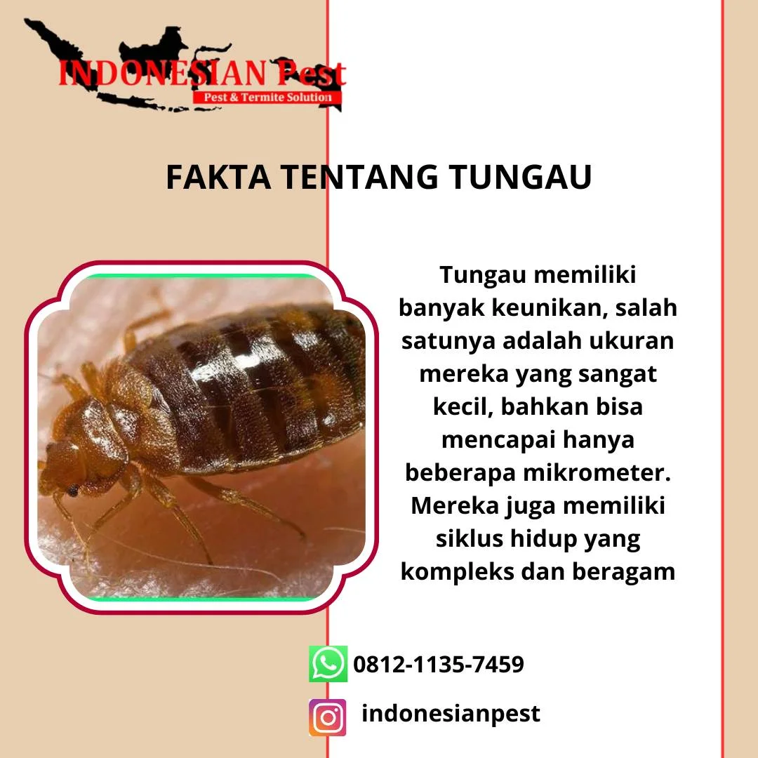 Bed Bug Control | Jasa Pembasmi Kutu Busuk Profesional & Terpercaya Kutu busuk atau bed bug bisa mengganggu kenyamanan tidur Anda dan tamu di rumah, hotel, atau penginapan. Gigitan bed bug menyebabkan rasa gatal, alergi, bahkan stres. Dengan Bed Bug Control dari INDONESIAN Pest, tidur Anda menjadi tenang dan lingkungan tetap higienis. 🔍 Apa Itu Bed Bug Control? Bed Bug Control adalah layanan profesional untuk membasmi kutu busuk di rumah, hotel, apartemen, atau fasilitas publik. Kami memastikan infestasi bed bug dihilangkan secara tuntas dan mencegah munculnya kembali. Manfaat utama: ✔ Tidur nyaman tanpa gigitan bed bug ✔ Lingkungan rumah, hotel, atau kantor bebas kutu busuk ✔ Mencegah penyebaran hama ke area lain 🛠️ Layanan Bed Bug Control Kami 🐛 1. Pembasmian Bed Bug Profesional Menggunakan metode modern, aman, dan efektif Area kamar, kasur, sofa, lemari, dan sudut tersembunyi Layanan cepat dan menyeluruh untuk rumah, hotel, atau apartemen 🧴 2. Pencegahan Kutu Busuk Kembali Perawatan dan monitoring berkala Tips pencegahan infestasi ulang Solusi jangka panjang untuk lingkungan bebas hama 🌿 3. Aman & Ramah Lingkungan Produk pembasmi bed bug aman untuk manusia dan hewan Tidak mengganggu aktivitas harian Anda ⭐ Keunggulan Layanan Bed Bug Control ✔ Teknisi profesional & berpengalaman ✔ Layanan cepat & responsif ✔ Peralatan modern & standar tinggi ✔ Harga transparan & kompetitif ✔ Bergaransi & terpercaya ✔ Solusi jangka panjang untuk rumah, hotel, atau bisnis 📍 Area Layanan Bed Bug Control tersedia untuk: Rumah & apartemen Hotel & penginapan Hostel & guesthouse Kamar kos & ruang publik ⚠️ Kapan Perlu Bed Bug Control? Gigitan kutu busuk di kasur atau sofa Bintik darah atau bekas kulit di linen Tanda infestasi di sudut-sudut tersembunyi Untuk pencegahan rutin demi kenyamanan tidur