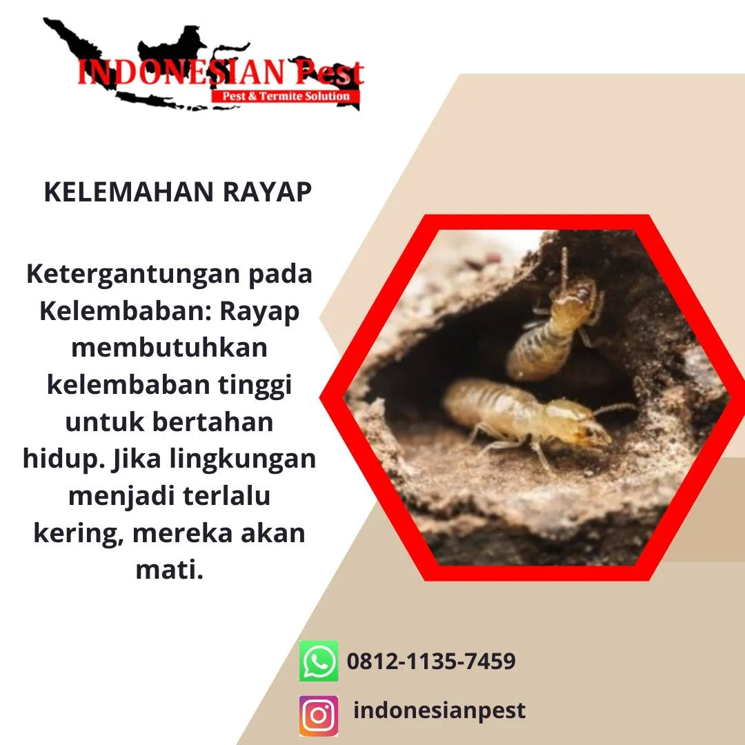 anti rayap, Basmi Hama, Basmi Rayap, Disinfection Treatment, Disinfektan, fogging, Fogging Nyamuk, fumigasi, Jasa Anti Rayap, Jasa Anti Rayap di Bekasi, Jasa Anti Rayap di Bogor, Jasa Anti Rayap di Depok, Jasa Anti Rayap di Jakarta, Jasa Anti Rayap di Jakarta Barat, Jasa Anti Rayap di Jakarta Pusat, Jasa Anti Rayap di Jakarta Selatan, Jasa Anti Rayap di Jakarta Timur, Jasa Anti Rayap di Jakarta Utara, Jasa Anti Rayap di Tangerang, Jasa Anti Rayap di Tangerang Selatan, Jasa Anti Rayap Pasca Konstruksi, Jasa Anti Rayap Pra Konstruksi, Jasa Basmi Hama, Jasa Basmi Rayap, Jasa Disinfektan, Jasa Fogging, Jasa Fogging di Bekasi, Jasa Fogging di Bogor, Jasa Fogging di Depok, Jasa Fogging di Jakarta, Jasa Fogging di Jakarta Barat, Jasa Fogging di Jakarta Pusat, Jasa Fogging di Jakarta Selatan, Jasa Fogging di Jakarta Timur, Jasa Fogging di Jakarta Utara, Jasa Fogging di Tangerang, Jasa Fogging di Tangerang Selatan, Jasa Fogging Gudang, Jasa Fogging Hotel, Jasa Fogging Kantor, Jasa Fogging Komplek, Jasa Fogging Mall, Jasa Fogging Nyamuk, Jasa Fogging Nyamuk DBD, Jasa Fogging Pabrik, Jasa Fogging Perumahan, Jasa Fogging Restoran, Jasa Fogging Rumah, Jasa Fogging Rumah Sakit, Jasa Fumigasi, Jasa Pembasmi Hama, jasa pembasmi kecoa, jasa pembasmi kutu busuk, jasa pembasmi lalat, jasa pembasmi nyamuk, Jasa Pembasmi Rayap, jasa pembasmi semut, jasa pembasmi tawon, jasa pembasmi tikus, jasa pembasmi tungau, jasa pembasmi ular, jasa pest control, Jasa Pest Control Cafe, Jasa Pest Control Hotel, Jasa Pest Control Kantor, Jasa Pest Control Rayap, Jasa Pest Control Restoran, Jasa Pest Control Rumah Sakit, Layanan Pembasmian Hama, Pembasmi Rayap, Pembasmian Hama, Pembasmian Hewan Liar Umum, Pembasmian Kecoa, Pembasmian Kutu & Tungau, Pembasmian Kutu Tempat Tidur (Kutu Busuk), Pembasmian Laba-laba, Pembasmian Lebah, Pembasmian Nyamuk, Pembasmian Rayap, Pembasmian Semut, Pembasmian Serangga & Kutu, Pembasmian Tikus, Pemeriksaan Hama Umum, Pemeriksaan Rayap, Pemeriksaan Rumah, Pest Control, Pest Control Rayap, Pest Control Rumah Sakit, Jasa Anti Rayap Perumahan, Jasa Anti Rayap Rumah, Jasa Anti Rayap Kantor, Jasa Anti Rayap Hotel, Jasa Anti Rayap Restoran, Jasa Anti Rayap Gudang, Jasa Anti Rayap Pabrik, Jasa Anti Rayap Bangunan, Termite Control, Termite Control Services, Termite Treatment, General Pest Control, Rat Control, Cockroach Control, Bed Bug Control, Mosquito Control, Snake Control, Insect Control, Thermal Fogging, Soil Treatment, Disinfection Treatment, Residential Pest Control Service, House Pest Control Service, Office Pest Control Service, Factory Pest Control